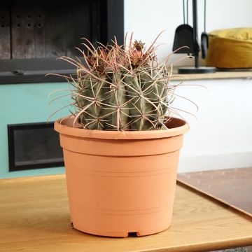 Rautakaktus - Ferocactus emoryi subsp. rectispinus