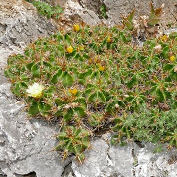 Rautakaktus - Ferocactus robustus