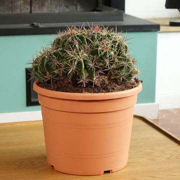 Rautakaktus - Ferocactus robustus