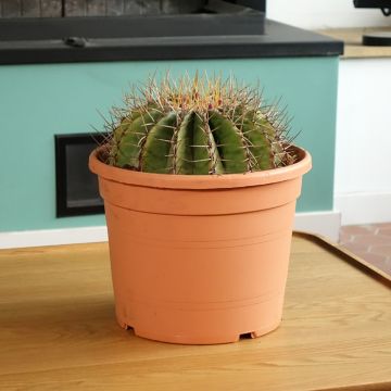 Rautakaktus - Ferocactus schwarzii