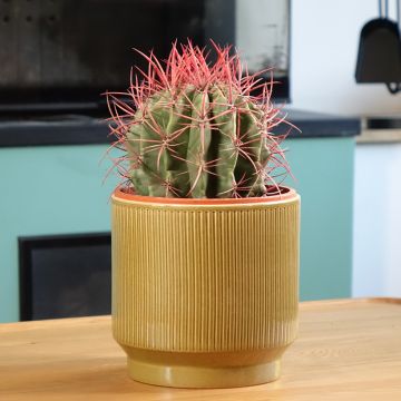 Rautakaktus - Ferocactus stainesii