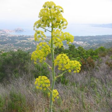 Välimerenkeltaputki - Ferula communis