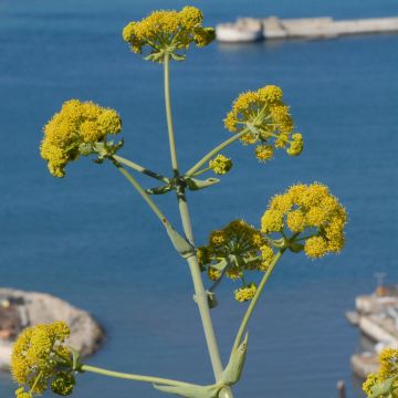 Keltaputke - Ferula tingitana