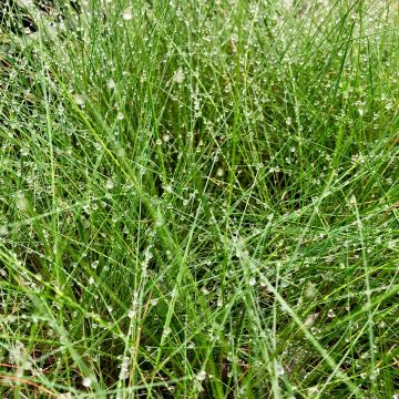 Hiusnata - Festuca amethystina