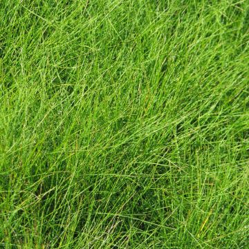 Hapsinata - Festuca filiformis
