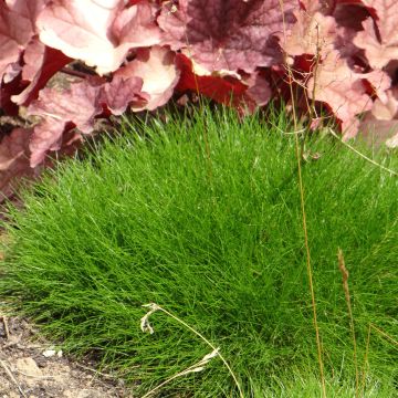 Karhunnata - Festuca gautieri
