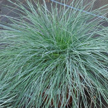 Lampaannata var. glauca