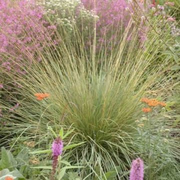 Atlasnata - Festuca mairei