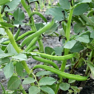 Härkäpapu Aguadulce très longue cosse - Vilmorin