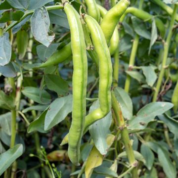 Härkäpapu Aguadulce erittäin pitkäpalkoinen