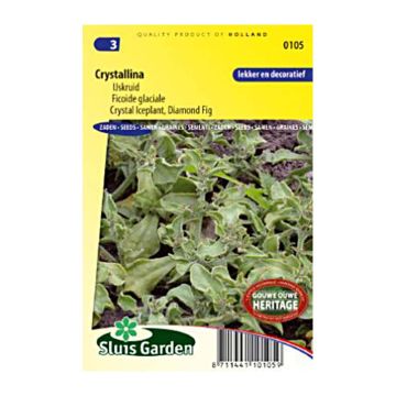 Soodajääpäivikki - Mesembryanthemum crystallinum