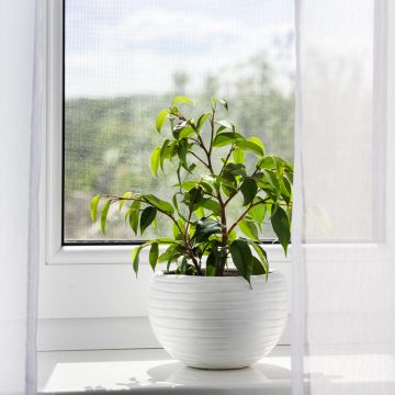 Limoviikuna Exotica