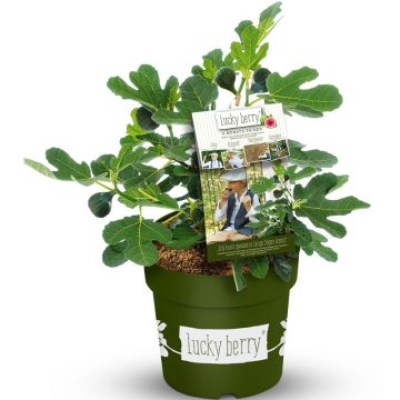 Aitoviikuna Lucky Berry
