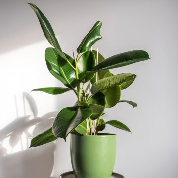 Kumiviikuna Robusta