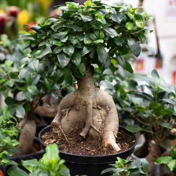 Varjoviikuna - Ficus microcarpa