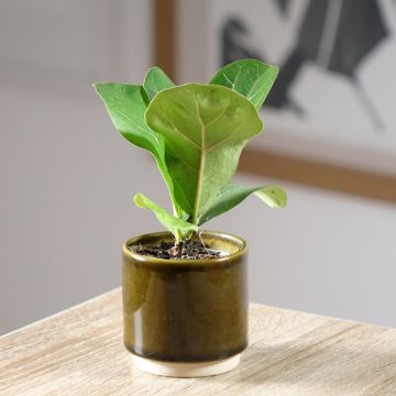 Lyyraviikuna - Ficus lyrata