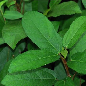 Viikuna - Ficus tikoua