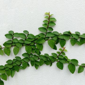 Kääpiököynnösviikuna Arina