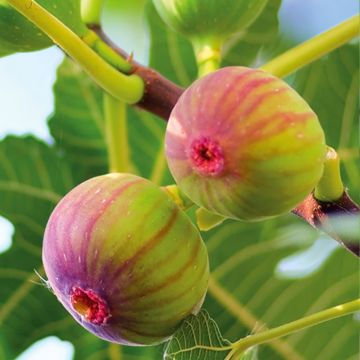 Aitoviikuna Firoma