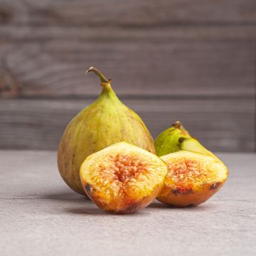 Aitoviikuna Gustis Ficcolino
