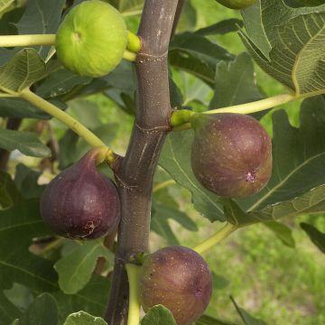 Aitoviikuna Rouge de Bordeaux