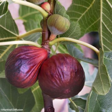Aitoviikuna Violette Dauphine luomu