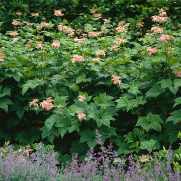Jättimesiangervo - Filipendula camtschatica