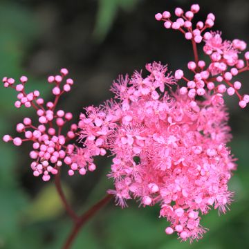 Rusomesiangervo - Filipendula multijuga