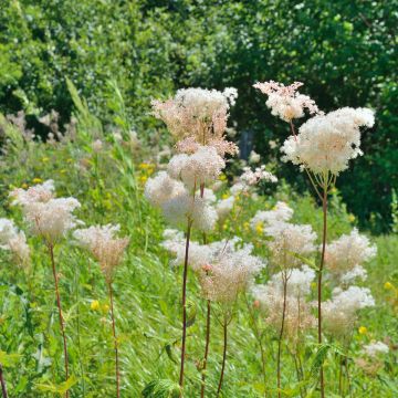 Idänmesiangervo - Filipendula palmata