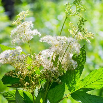 Mesiangervo - Filipendula ulmaria