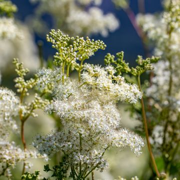 Sikoangervo - Filipendula vulgaris