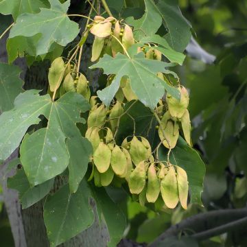 Firmiana simplex