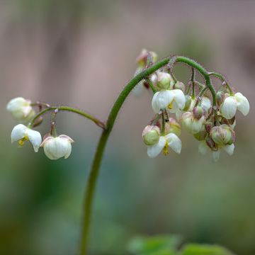 Varjohiippa - Epimedium pubigerum
