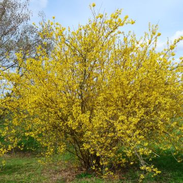 Komeaonnenpensas Lyngold