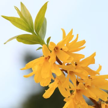Törmäonnenpensas Citrus Swizzle