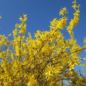 Komeaonnenpensas Gold Rausch