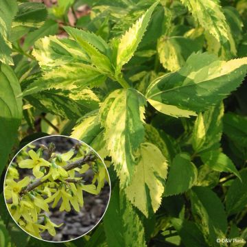 Komeaonnenpensas Variegata
