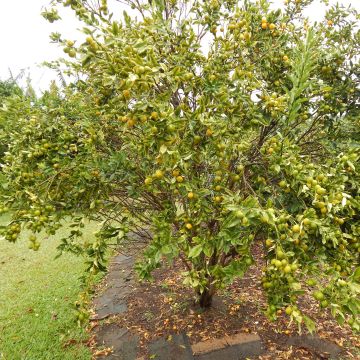 Kumkvatti - Citrus japonica