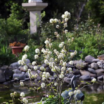 Höyhenpensas - Fothergilla major