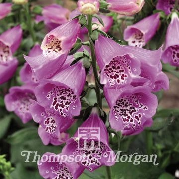 Rohtosormustinkukka Camelot Lavender (siemenet)