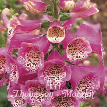 Rohtosormustinkukka Camelot Rose (siemenet)