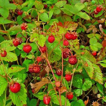 Ahomansikka - Fragaria vesca