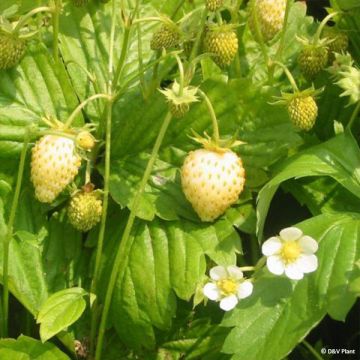 Fragaria alpina Yellow Wonder