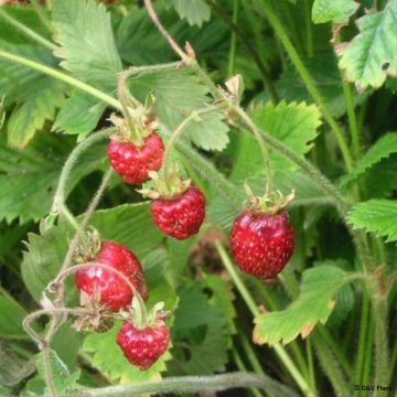 Ukkomansikka - Fragaria moschata