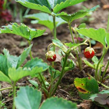 Chilenmansikka - Fragaria chiloensis