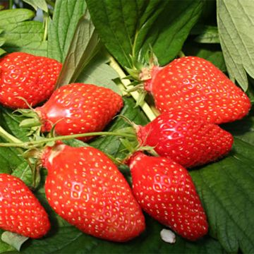 Puutarhamansikka Gariguette