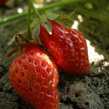 Puutarhamansikka Rubis des Jardins