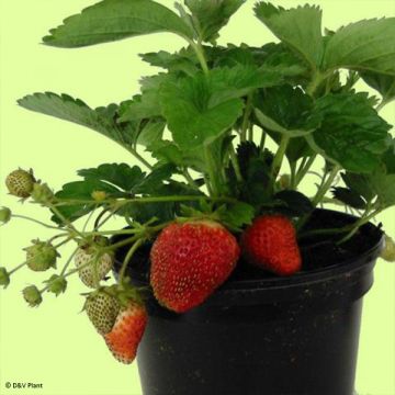 Kuukausimansikka Temptation - Fragaria vesca