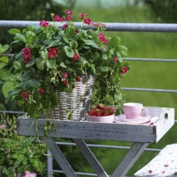 Puutarhamansikka Toscana Deep Rose F1 taimena