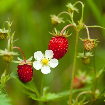 Kuukausimansikka - Fragaria vesca
